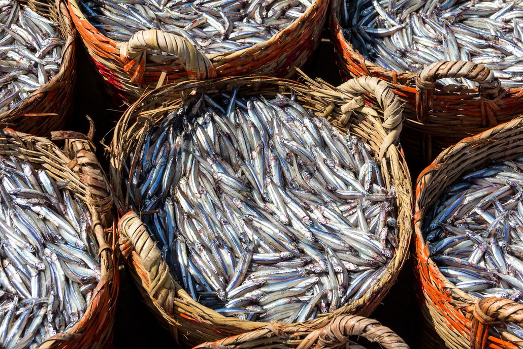Những rổ cá biển tươi